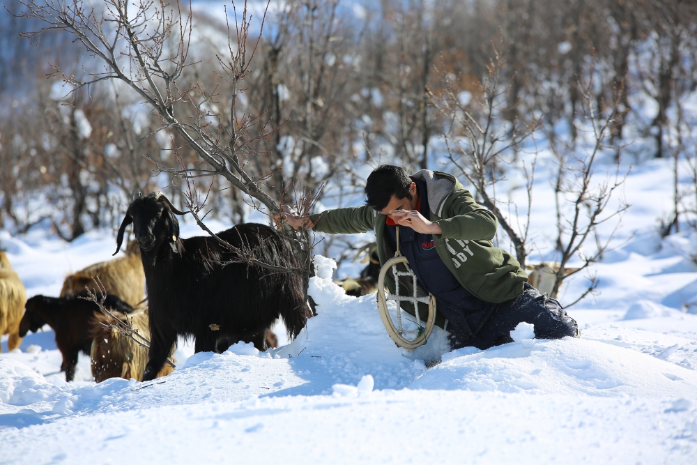 Munzur Dağı eteğinde, keçilerin karda zorlu yolculuğu 6