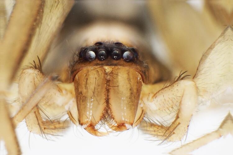 Kahramanmaraş'ta yeni örümcek cinsi keşfedildi 2