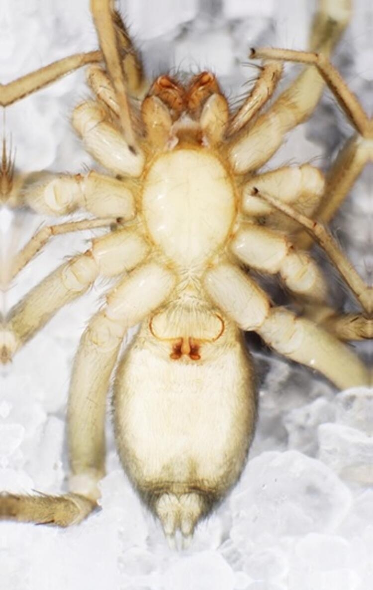 Kahramanmaraş'ta yeni örümcek cinsi keşfedildi 4
