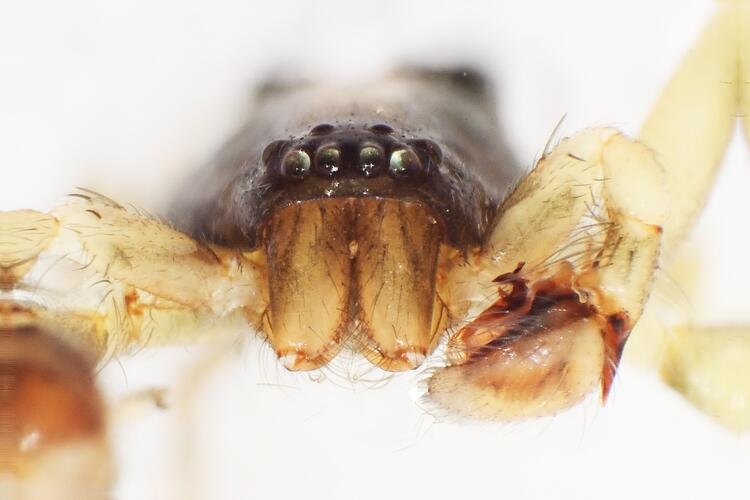 Kahramanmaraş'ta yeni örümcek cinsi keşfedildi 6