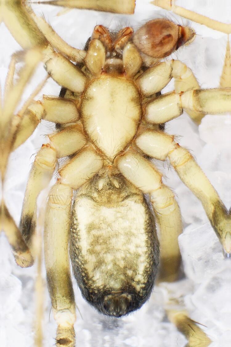 Kahramanmaraş'ta yeni örümcek cinsi keşfedildi 7