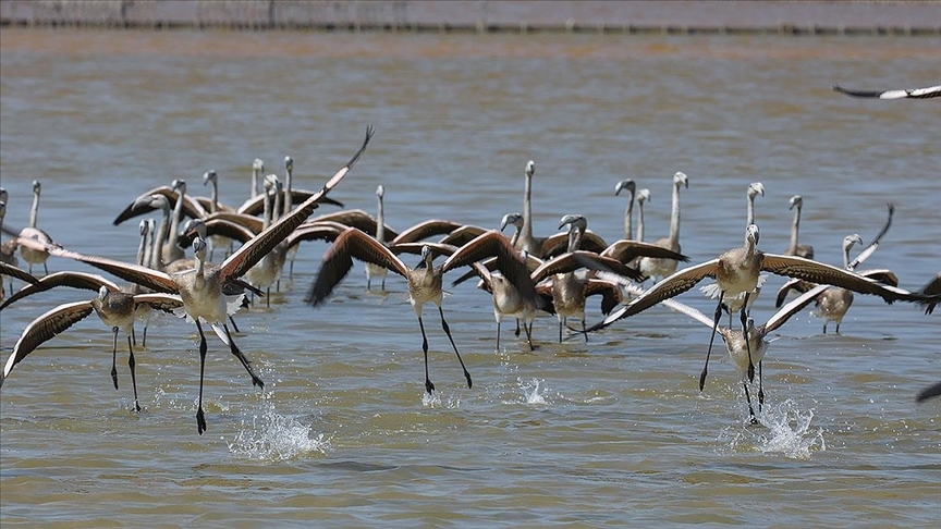 İki aylık flamingolar "kreşte" uçmayı öğreniyor 1