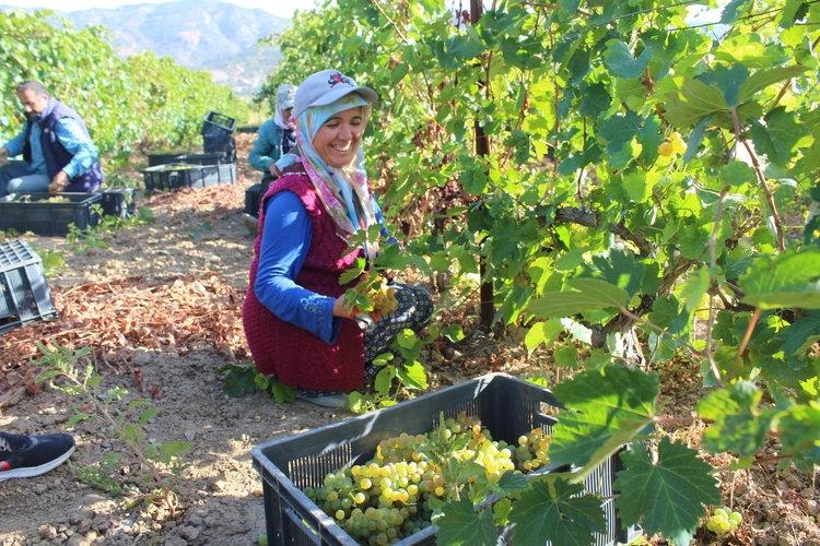 Erbaa'da 15 bin ton üzüm hasadı yapıldı 2