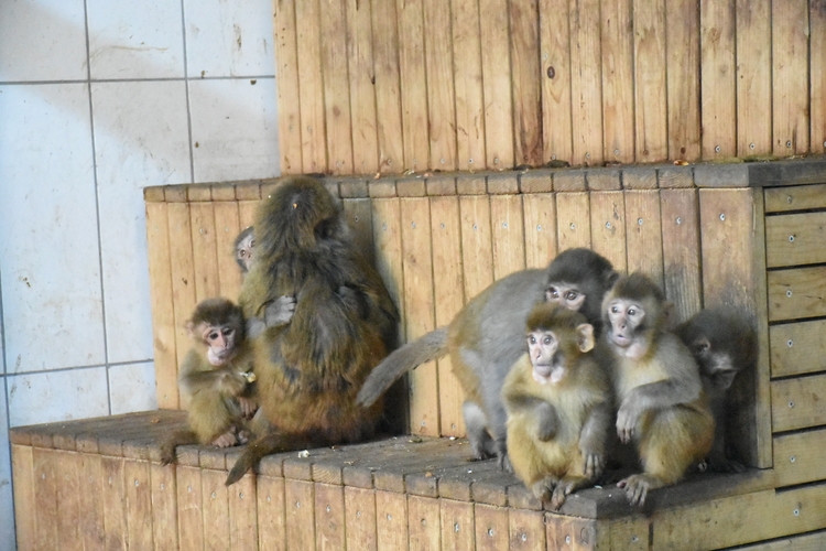 Maymun yavruları "Nene"nin koruması altında 4