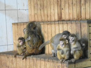 Maymun yavruları "Nene"nin koruması altında