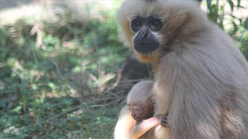 Kocaeli'deki hayvanat bahçesinde bu yıl 23 türde 93 yavru doğdu 1