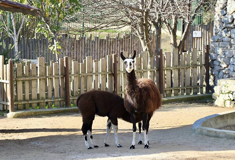 Kocaeli'deki hayvanat bahçesinde bu yıl 23 türde 93 yavru doğdu 5