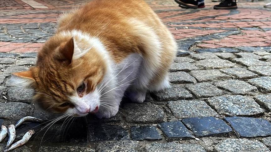 Edirne Balık Pazarı'nın müdavimi sevimli kedi "Limon", hamsi müptelası oldu 1
