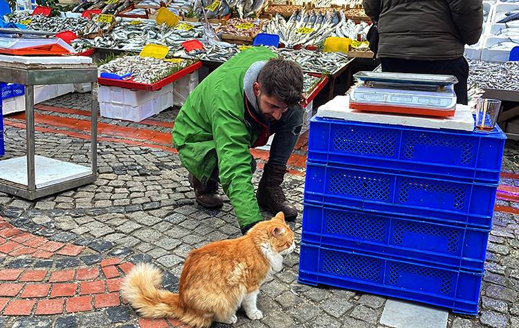 Edirne Balık Pazarı'nın müdavimi sevimli kedi "Limon", hamsi müptelası oldu 2