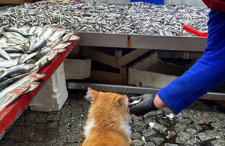 Edirne Balık Pazarı'nın müdavimi sevimli kedi "Limon", hamsi müptelası oldu 3