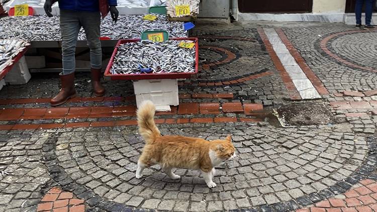 Edirne Balık Pazarı'nın müdavimi sevimli kedi "Limon", hamsi müptelası oldu 4