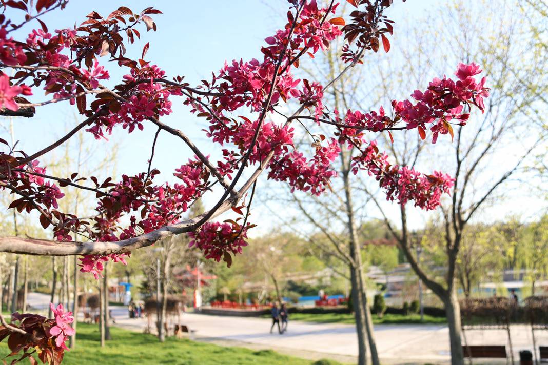 Ankara'da ilkbahar renkleri 6