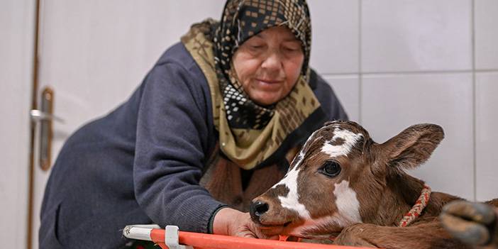 Ankara Hayvan Hastanesi'nden tedavi fotoğrafları 1