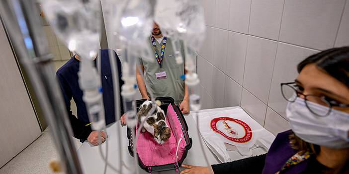 Ankara Hayvan Hastanesi'nden tedavi fotoğrafları 22