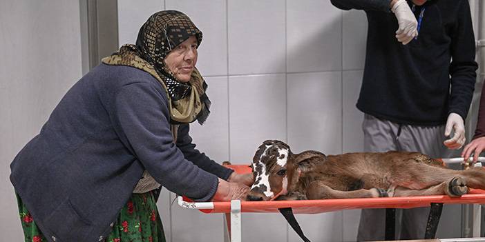 Ankara Hayvan Hastanesi'nden tedavi fotoğrafları 7