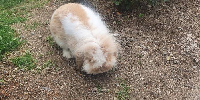 Ankara'da Hollanda tavşanına eş aranıyor 2
