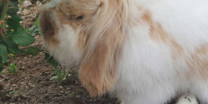 Ankara'da Hollanda tavşanına eş aranıyor 7