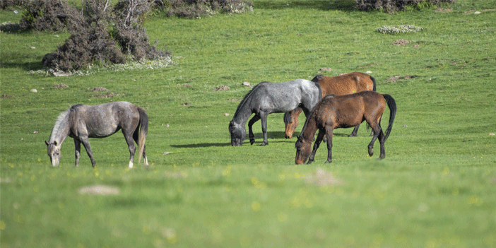 Yılkı atları doğal ortamlarında 4