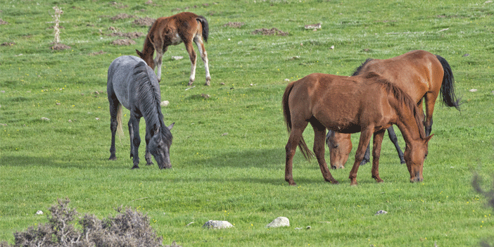 Yılkı atları doğal ortamlarında 5