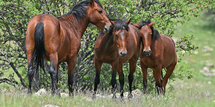 Yılkı atları doğal ortamlarında 9
