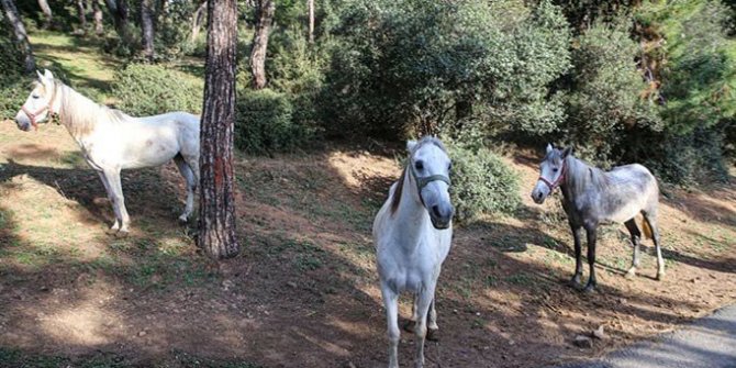Adalar Kaymakamlığından at sahipleri hakkında suç duyurusu