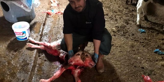 Çift başlı doğan buzağı görenleri hayrete düşürdü