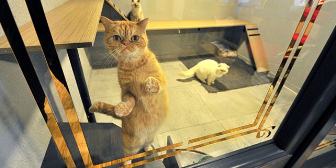 5 yıldızlı kedi ve köpek oteli, yılbaşı öncesi doldu