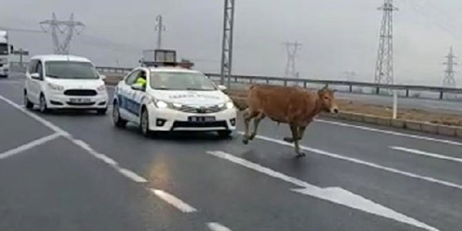 Yola çıkan başı boş dana, trafiği birbirine kattı