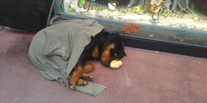 Kaldırımda yatan köpeği soğuktan korumak için üzerine hırka örttüler