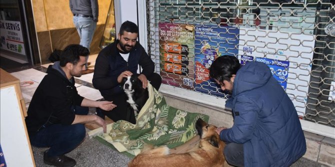 Üşüyen köpekleri ısıtıp karınlarını doyurdular
