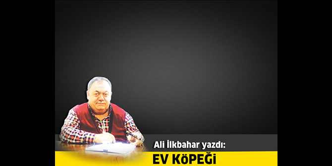 Ev köpeği