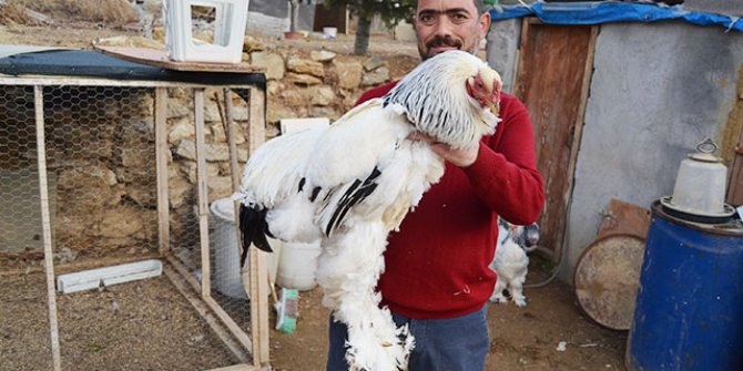 Hobi olarak başladığı süs tavuklarını ihraç ediyor