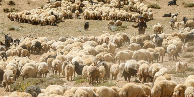 Küçükbaş hayvancılıkta 'atılım' stratejisi