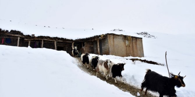Muş’ta besicilik