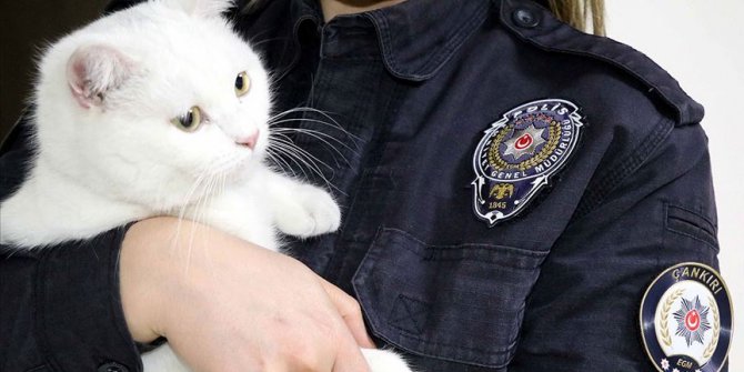 Sokakta yaralı bulunan kedi 'Miço' artık 'emniyet'te