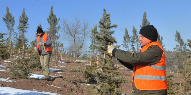 Keçiören'de ağaçlandırma çalışmaları sürüyor