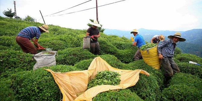 Türk çayı 2019'da 15 milyon dolar kazandırdı