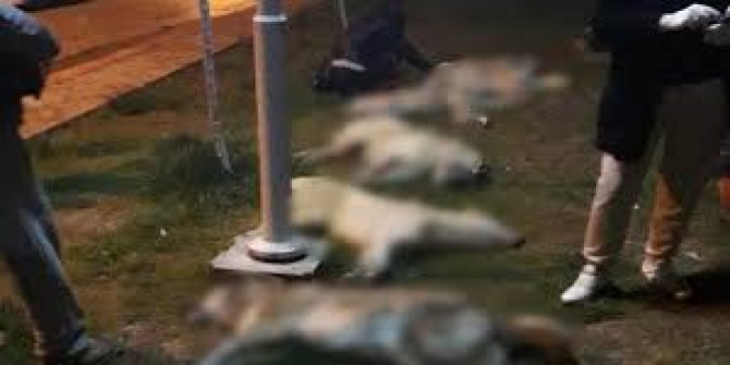 Ankara'daki köpek vahşetine 10'ar yıl hapis cezası