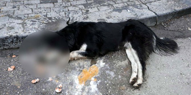 Ankara'da 20 sokak hayvanı zehirlenerek öldürüldü