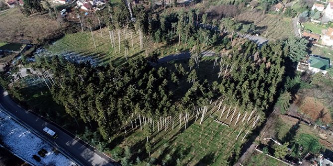 Atatürk Köşkü Ormanları, böcek istilasından kurtarıldı