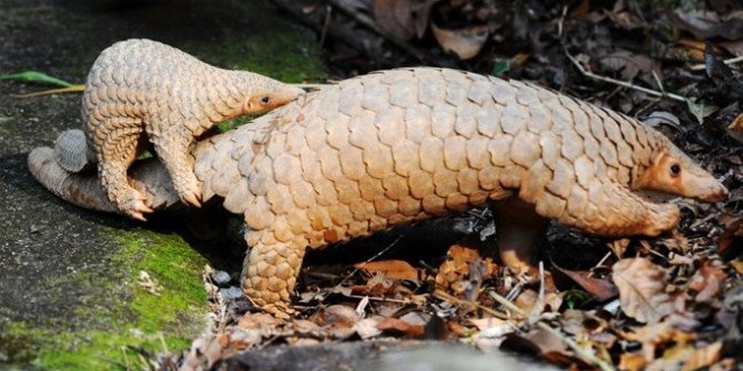 Çinli bilim insanları pangolinlerden şüpheleniyor