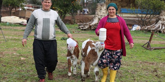 Sevgililer Günü'nde tektaş yerine seçtiği buzağıyla çiftlik kurdu.