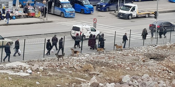 Bentderesi’nde sokak köpekleri, tedirgin ediyor