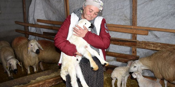 Kadın girişimci hibe koyunlarla kendi çiftliğini ve mandırasını kurdu