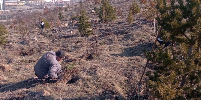 Keçiören'de ağaçlandırma çalışmaları devam ediyor