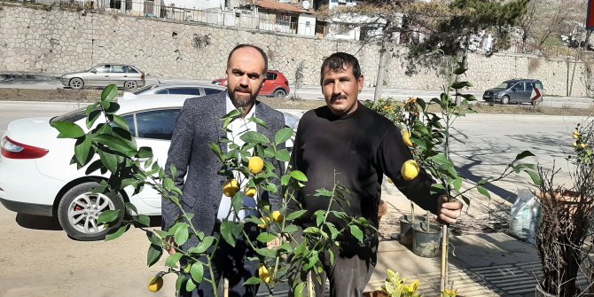 İklim değişiyor meyve çeşitliliği artıyor