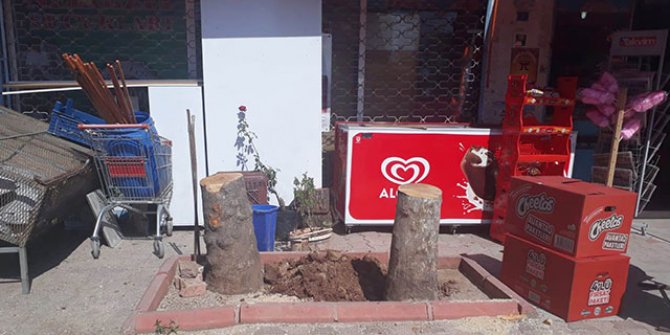 Ağaç kesen market sahibine 784 lira ceza