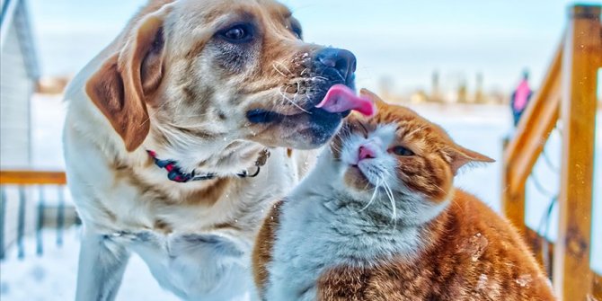 Şıncın, Çin'de kedi köpek etini yasaklayan ilk şehir oldu
