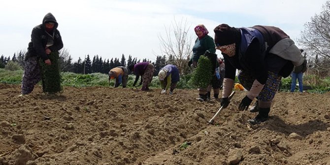 Çiftçiler, tarlada 'sosyal mesafe' ile üretimi sürdürüyor