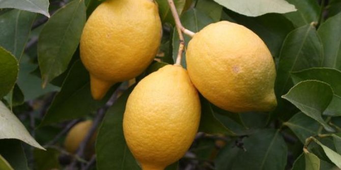 Limon ihracatı izne bağlandı